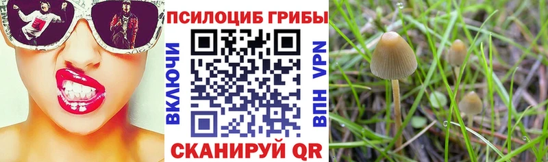 Галлюциногенные грибы Psilocybe  Чекалин 